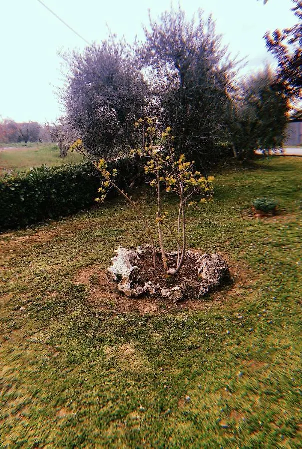 Gli Ulivi Villa Cortona Holiday home